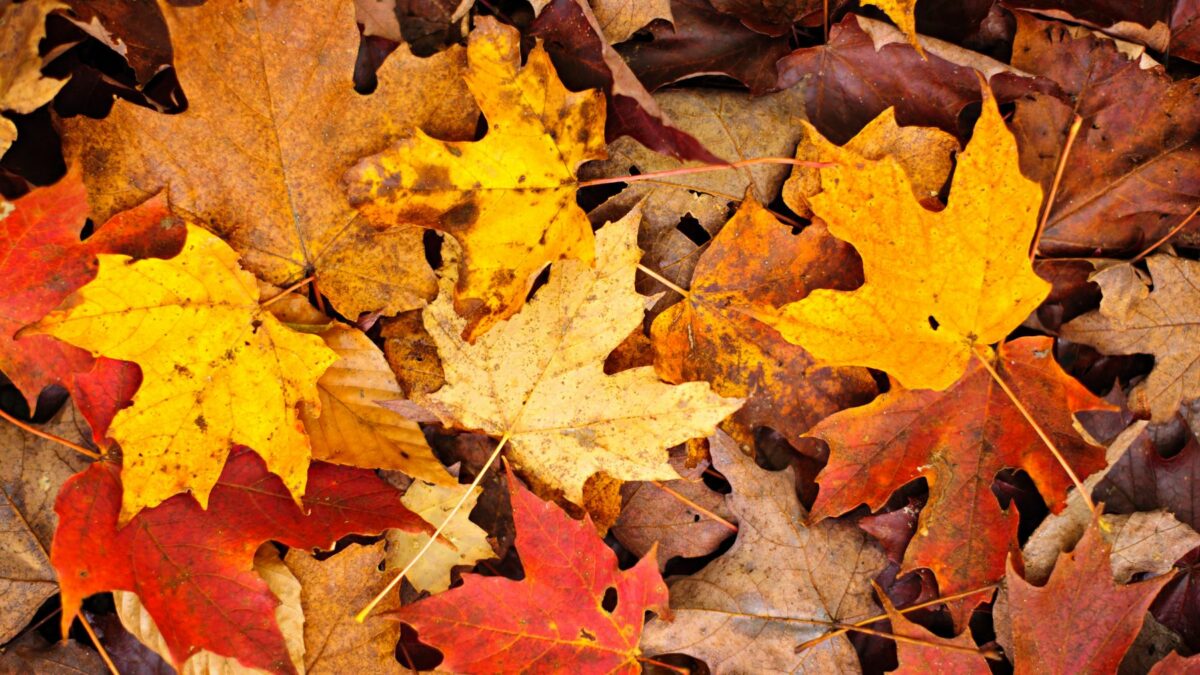 Autunno Stagione autunnale