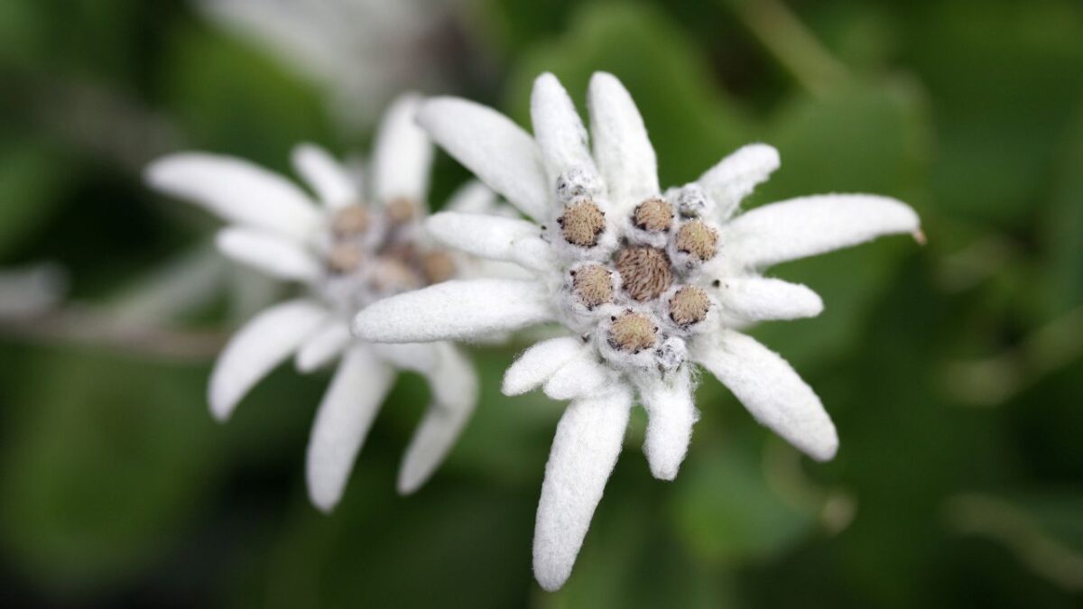 Stella Alpina