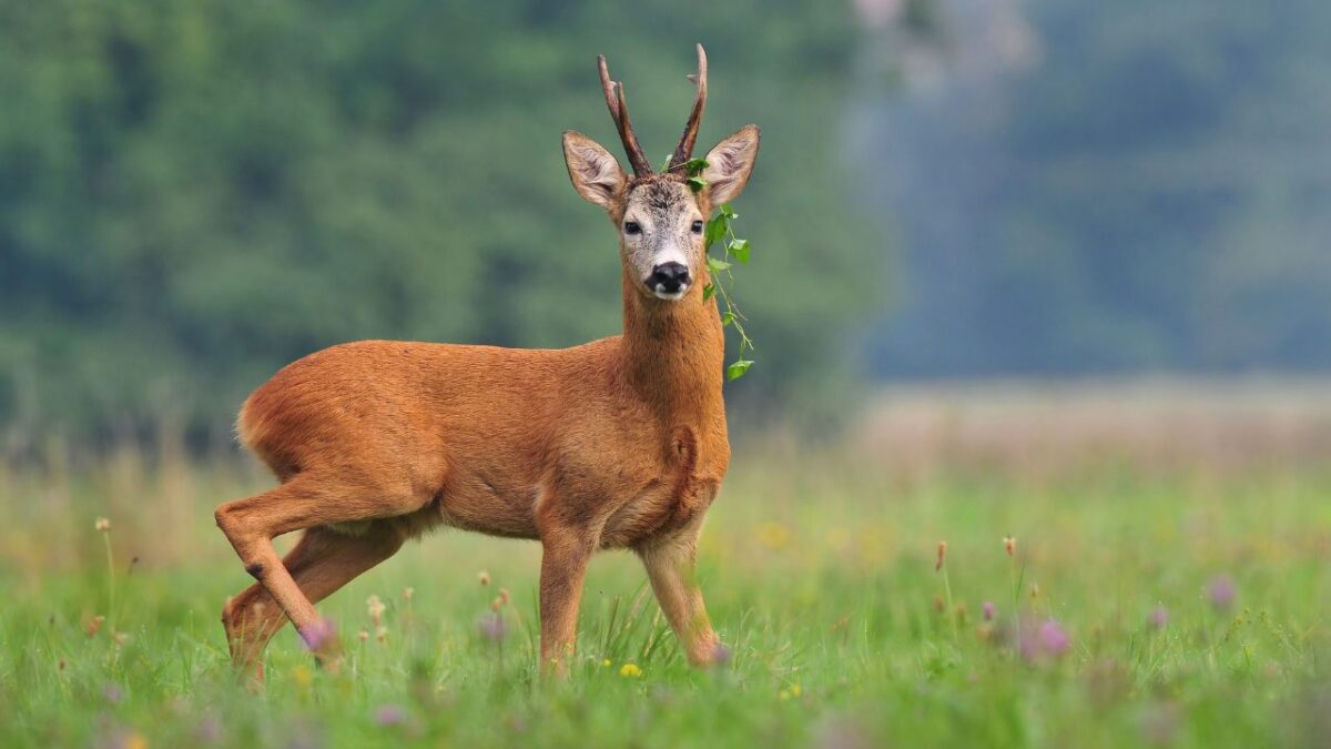 Capriolo