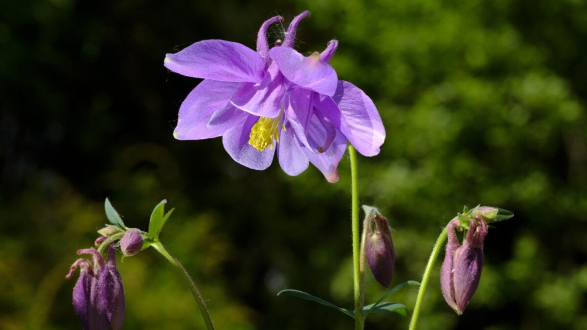 Aquilegia