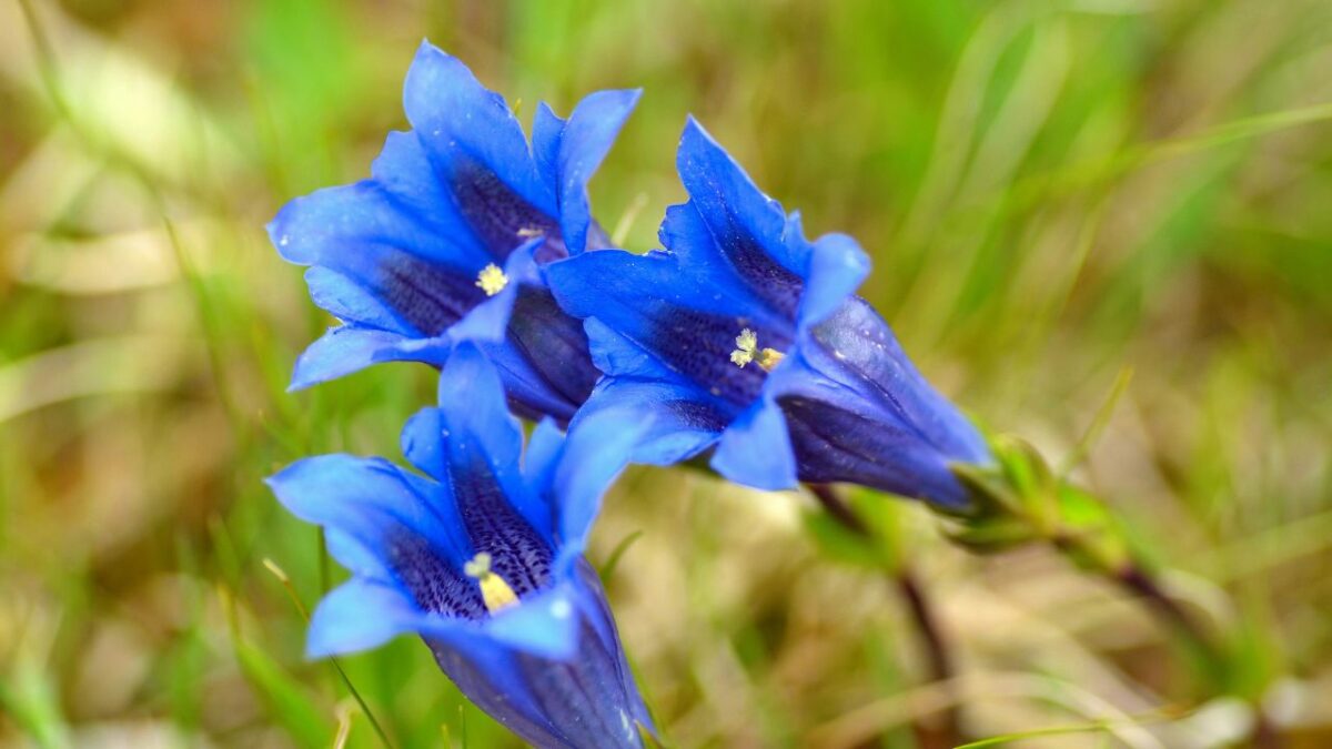 Genziana