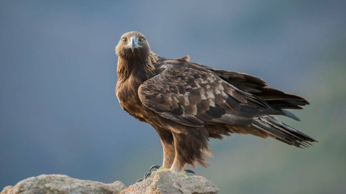 Aquila Reale