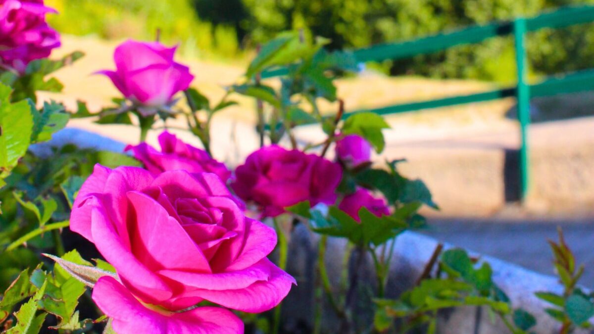 Fiori, colori, sentieri, boschi dell'alpe gimello e dal rifugio Shambalà